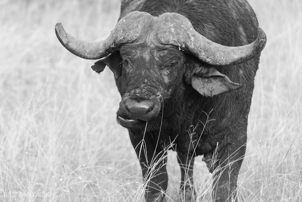 Kruger National Park Safari Photos South Africa Safari Photos_0009