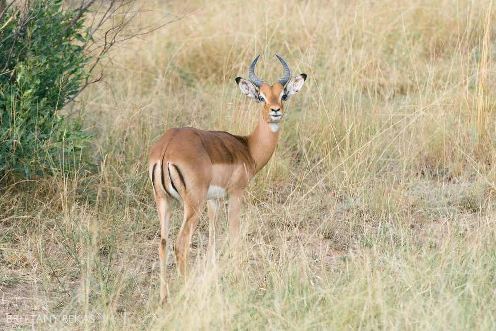 Kruger National Park Safari Photos South Africa Safari Photos_0017