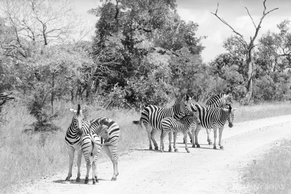 Kruger National Park Safari Photos South Africa Safari Photos_0033