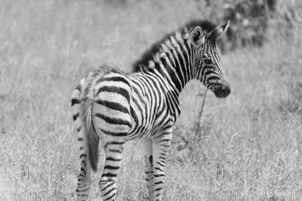 Kruger National Park Safari Photos South Africa Safari Photos_0035