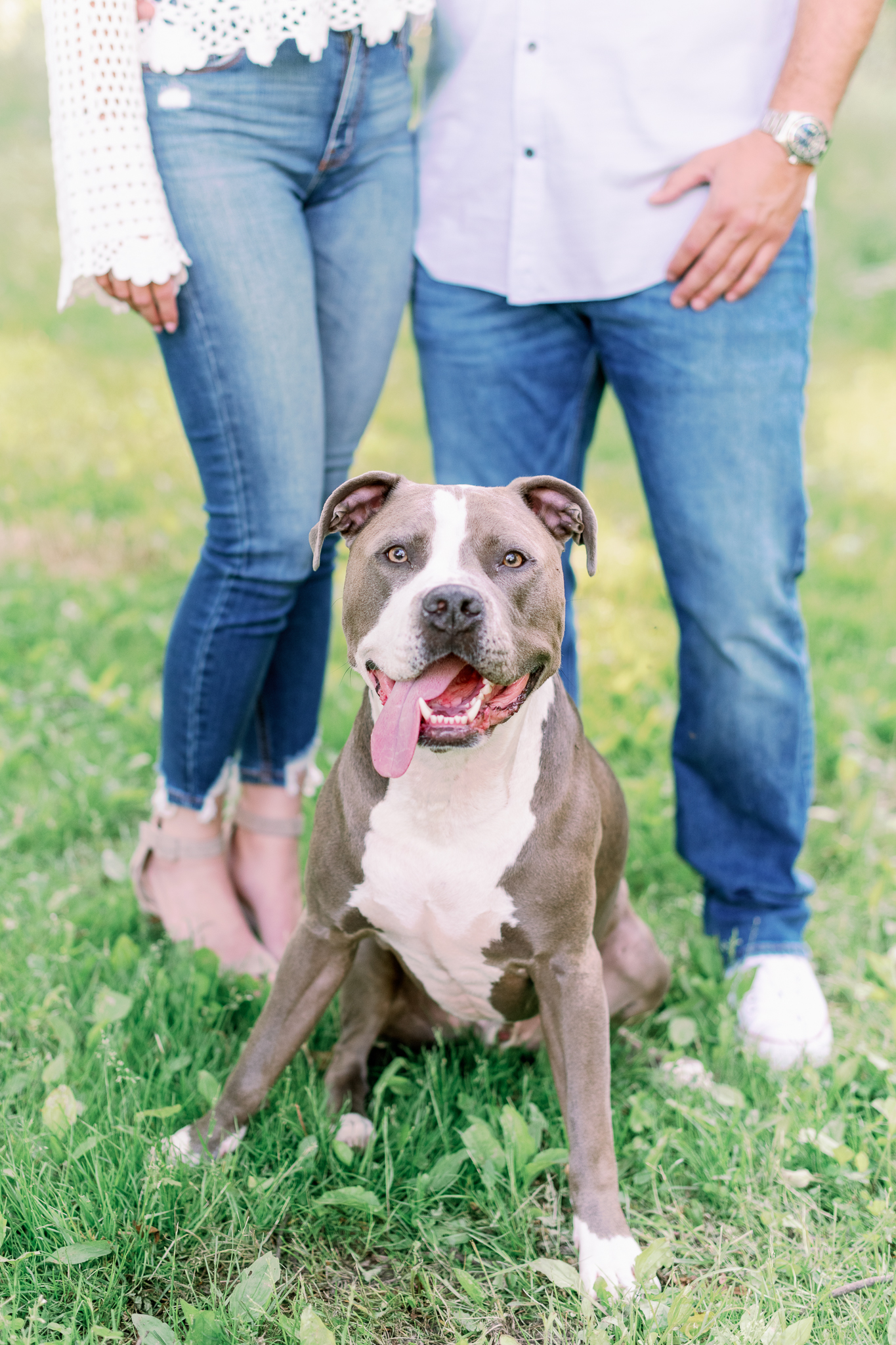 Where to take engagement / family photos with your dog in Chicago + Chicago Suburbs - Chicago Naples Engagement Photographer