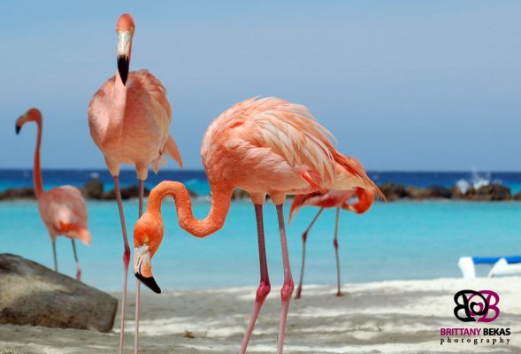 Hot pink flamingos in aruba by brittany bekas photography