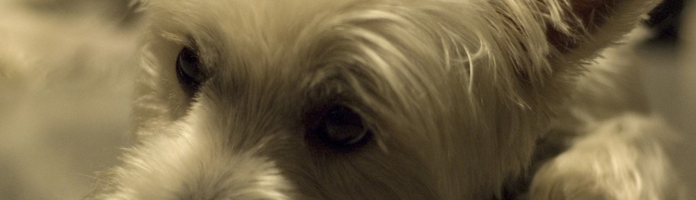 Brittany Bekas' Westie dog, Bentley. A sweet, lap dog.