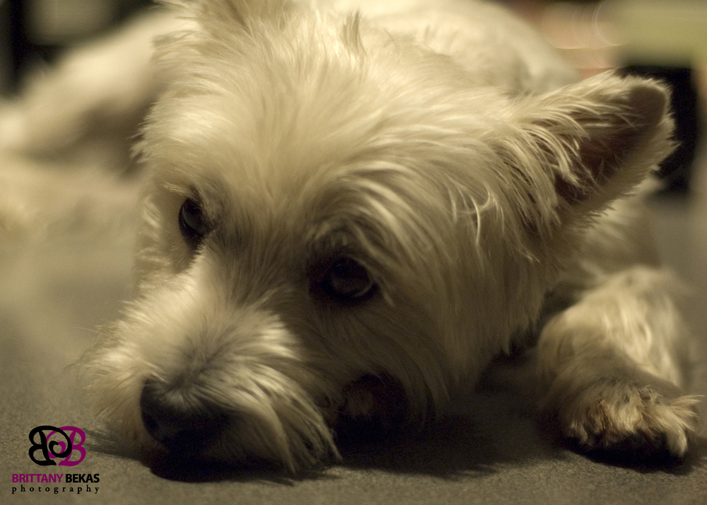 Brittany Bekas' Westie dog, Bentley. A sweet, lap dog.