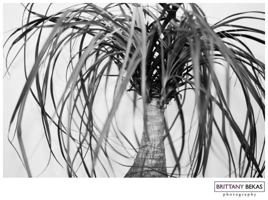 Links I Love | Palm Tree | Brittany Bekas Photography