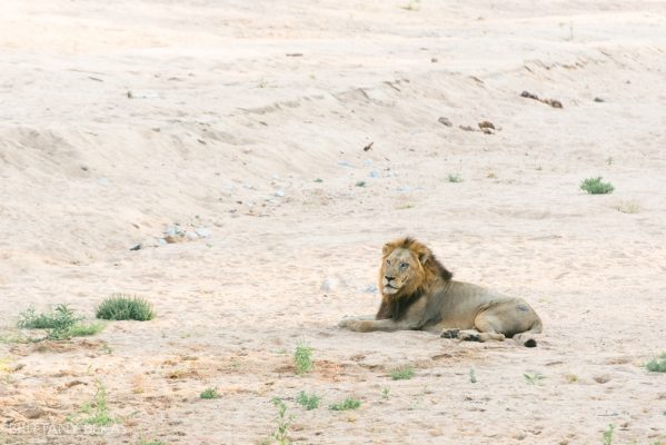 Kruger National Park Safari Photos South Africa Safari Photos_0012