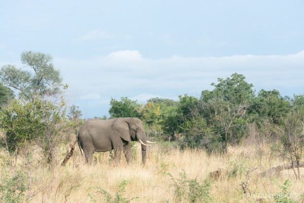 Kruger National Park Safari Photos South Africa Safari Photos_0013