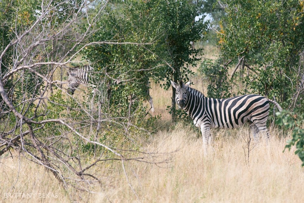 Kruger National Park Safari Photos South Africa Safari Photos_0019