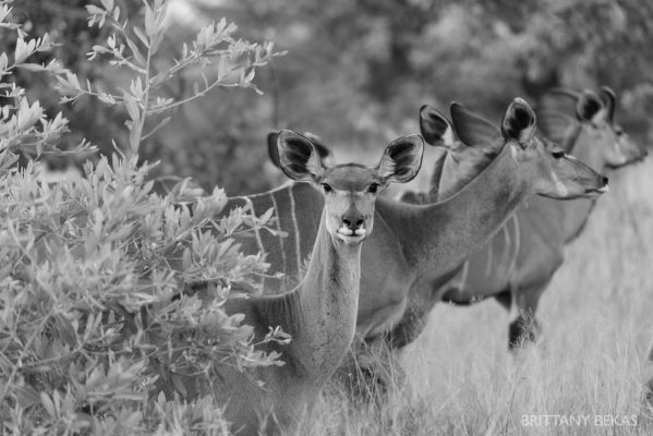 Kruger National Park Safari Photos South Africa Safari Photos_0024