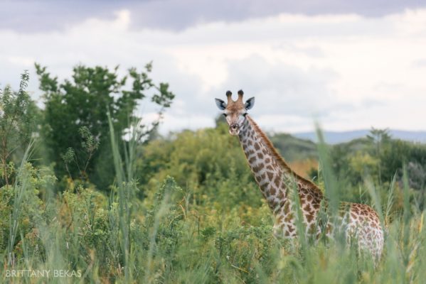 Kruger National Park Safari Photos South Africa Safari Photos_0028