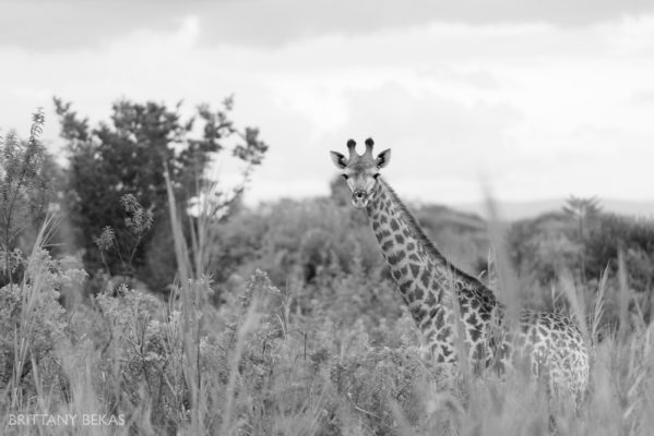 Kruger National Park Safari Photos South Africa Safari Photos_0029