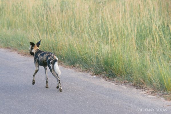 Kruger National Park Safari Photos South Africa Safari Photos_0031