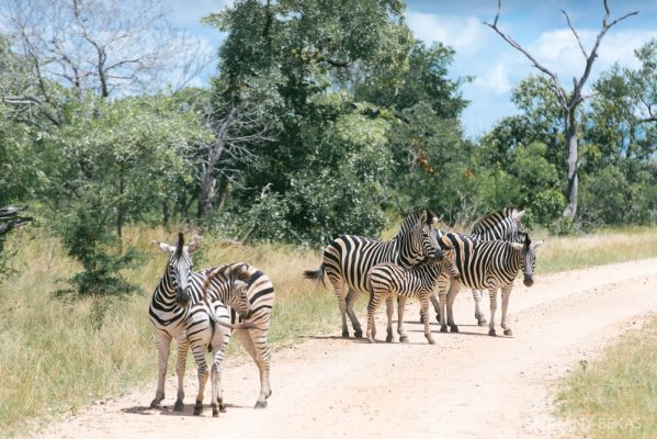 Kruger National Park Safari Photos South Africa Safari Photos_0032