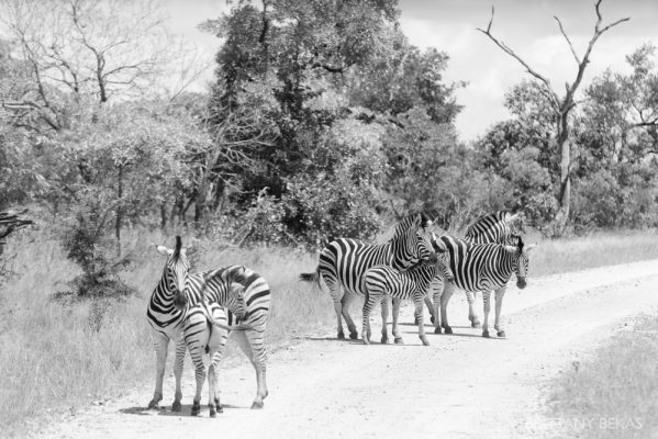 Kruger National Park Safari Photos South Africa Safari Photos_0033