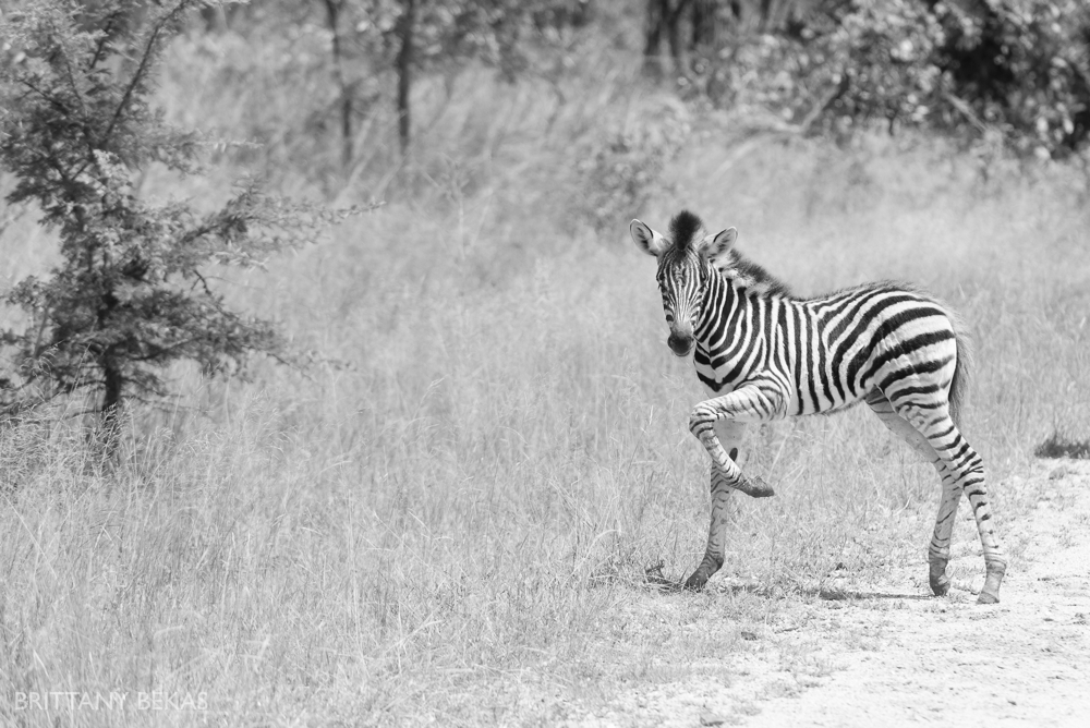 Kruger National Park Safari Photos South Africa Safari Photos_0034