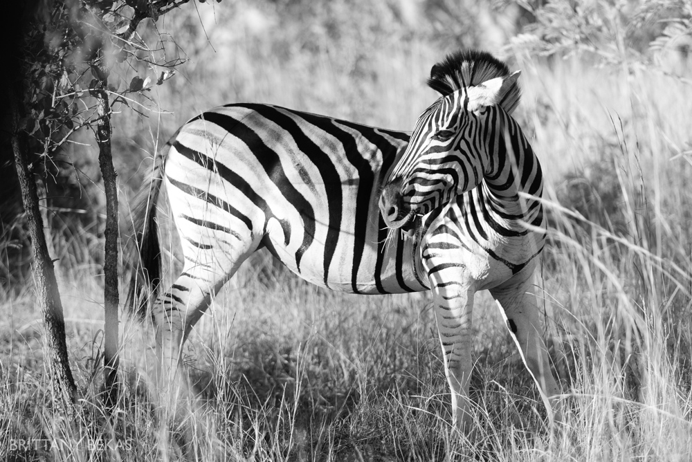 Kruger National Park Safari Photos South Africa Safari Photos_0046