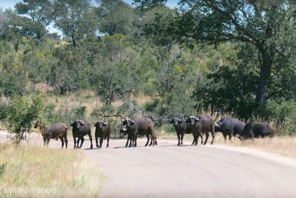 Kruger National Park Safari Photos South Africa Safari Photos_0048