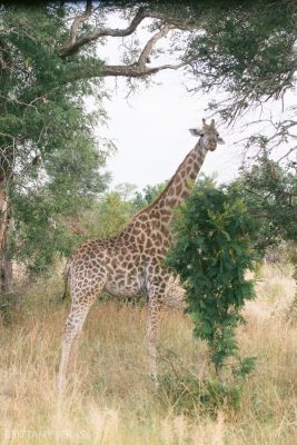 Kruger National Park Safari Photos South Africa Safari Photos_0056
