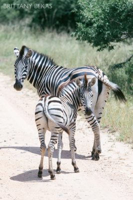Kruger National Park Safari Photos South Africa Safari Photos_0058