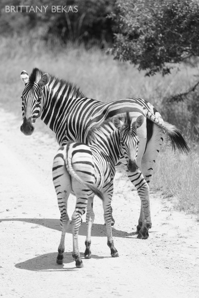 Kruger National Park Safari Photos South Africa Safari Photos_0059
