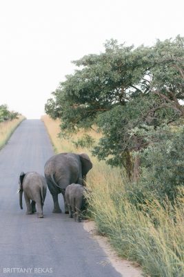 Kruger National Park Safari Photos South Africa Safari Photos_0061
