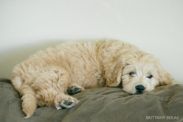 Clifton the Mini Goldendoodle – Paw Pad Goldendoodles_0003
