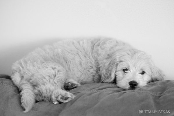 Clifton the Mini Goldendoodle – Paw Pad Goldendoodles_0004