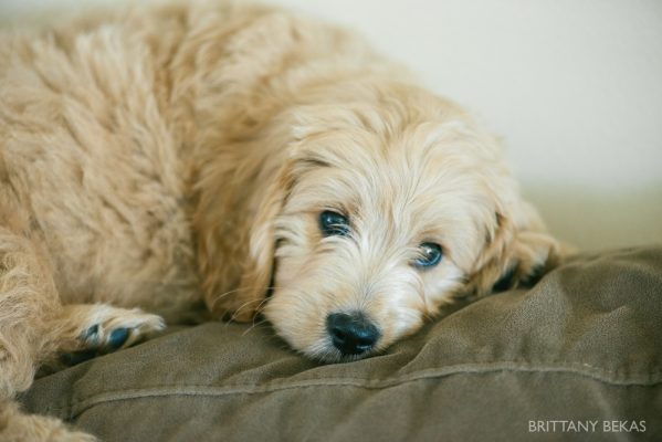 Clifton the Mini Goldendoodle – Paw Pad Goldendoodles_0005
