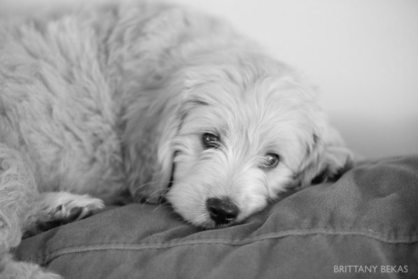 Clifton the Mini Goldendoodle – Paw Pad Goldendoodles_0006