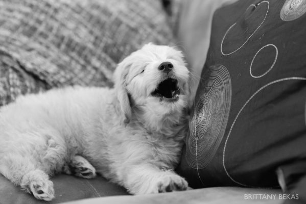 Clifton the Mini Goldendoodle – Paw Pad Goldendoodles_0007