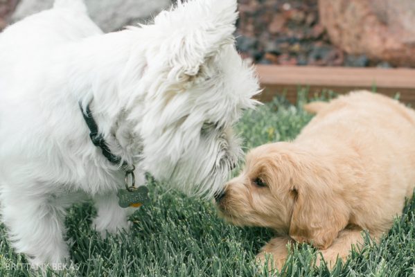 Clifton the Mini Goldendoodle – Paw Pad Goldendoodles_0010