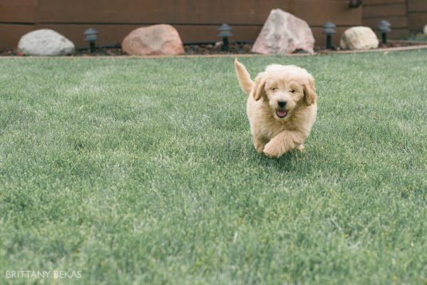 Clifton the Mini Goldendoodle – Paw Pad Goldendoodles_0011