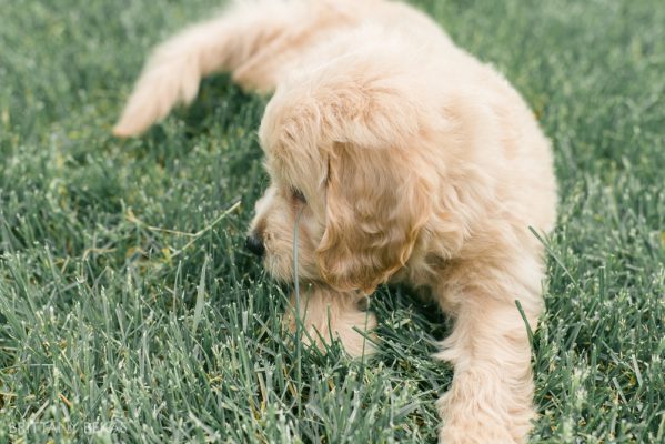 Clifton the Mini Goldendoodle – Paw Pad Goldendoodles_0012