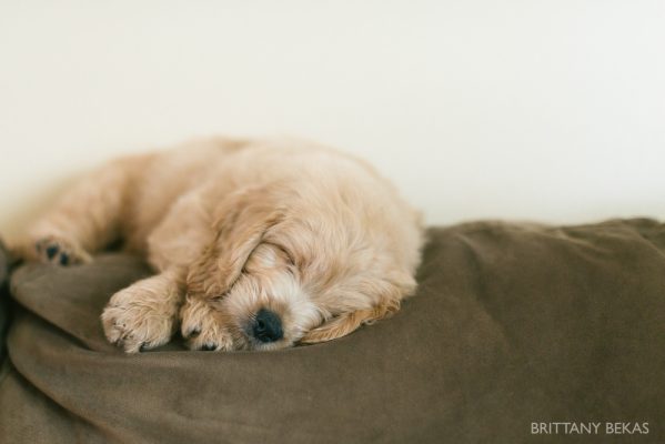 Clifton the Mini Goldendoodle – Paw Pad Goldendoodles_0013