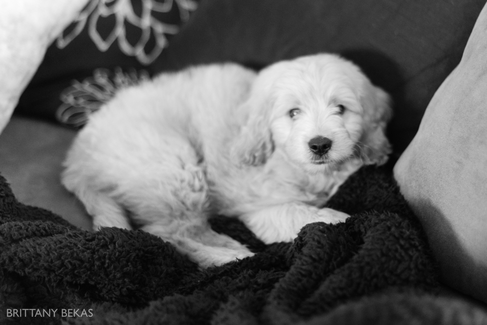 Clifton the Mini Goldendoodle - Paw Pad Goldendoodles_0014