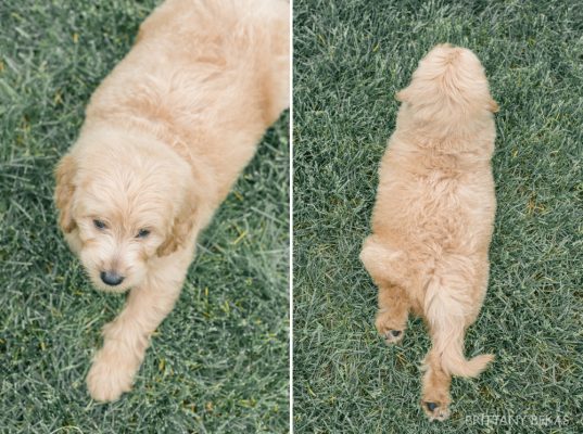 Clifton the Mini Goldendoodle – Paw Pad Goldendoodles_0016