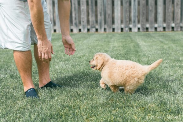 Clifton the Mini Goldendoodle – Paw Pad Goldendoodles_0017