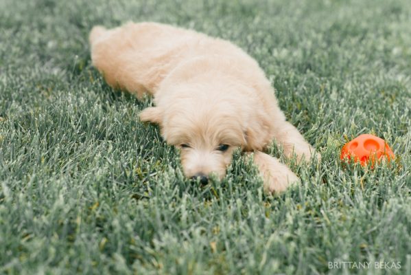 Clifton the Mini Goldendoodle – Paw Pad Goldendoodles_0019