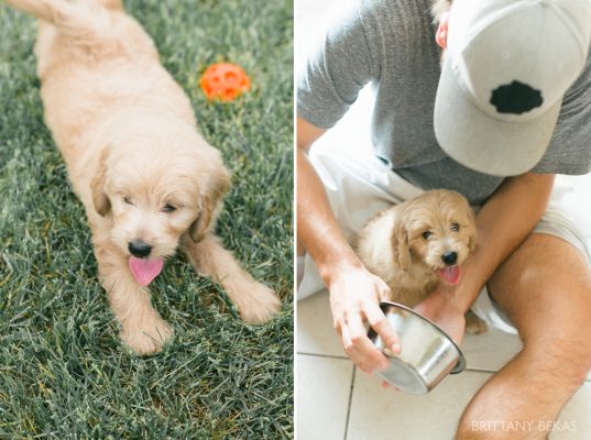 Clifton the Mini Goldendoodle – Paw Pad Goldendoodles_0020