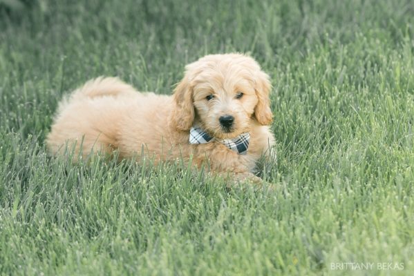 Clifton the Mini Goldendoodle – Paw Pad Goldendoodles_0021
