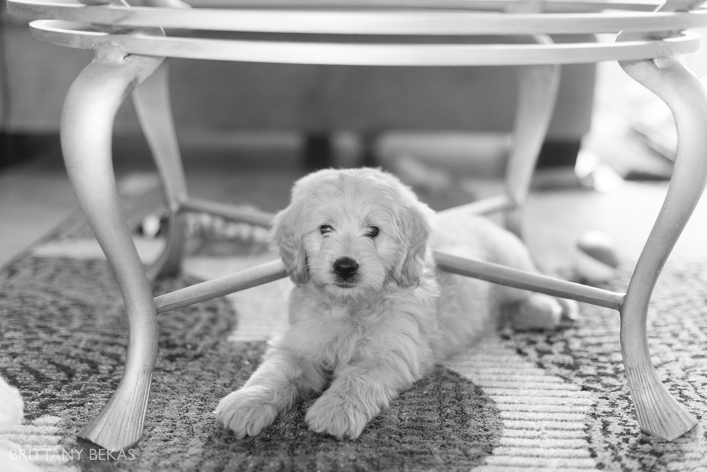 Clifton the Mini Goldendoodle - Paw Pad Goldendoodles_0024