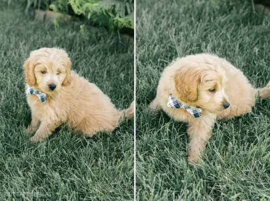 Clifton the Mini Goldendoodle – Paw Pad Goldendoodles_0025