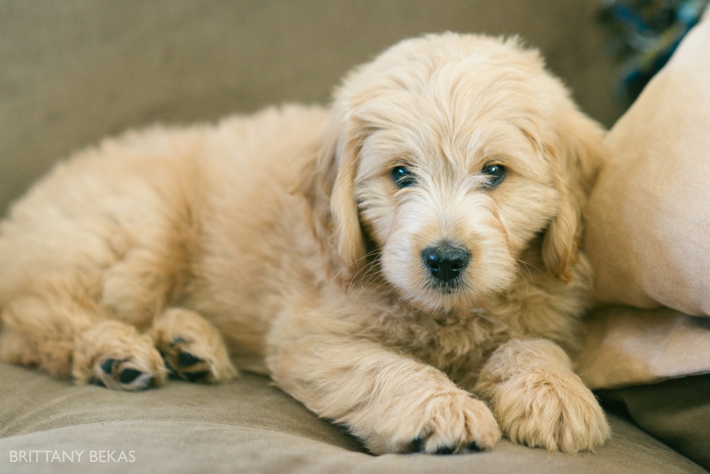 Clifton the Mini Goldendoodle - Paw Pad Goldendoodles_0027
