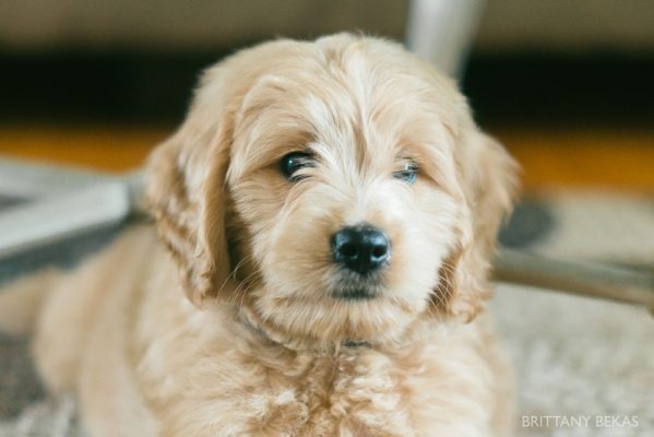 Clifton the Mini Goldendoodle – Paw Pad Goldendoodles_0029