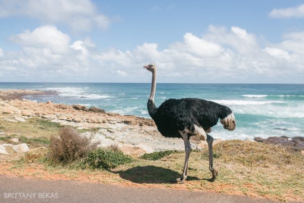 South Africa Cape Town Travel Photos_0052
