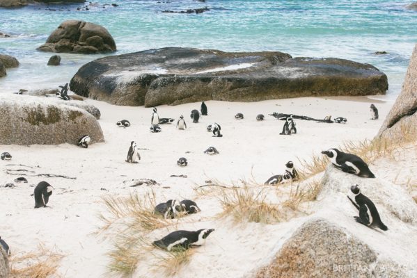South Africa Cape Town Travel Photos_0058