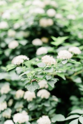 Chicago Engagement Photographer – Alfred Caldwell Lily Pool-3