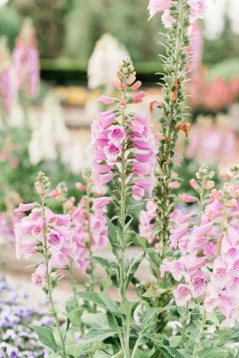 Chicago Engagement Photographer – Chicago Botanic Garden Engagement Photos-63