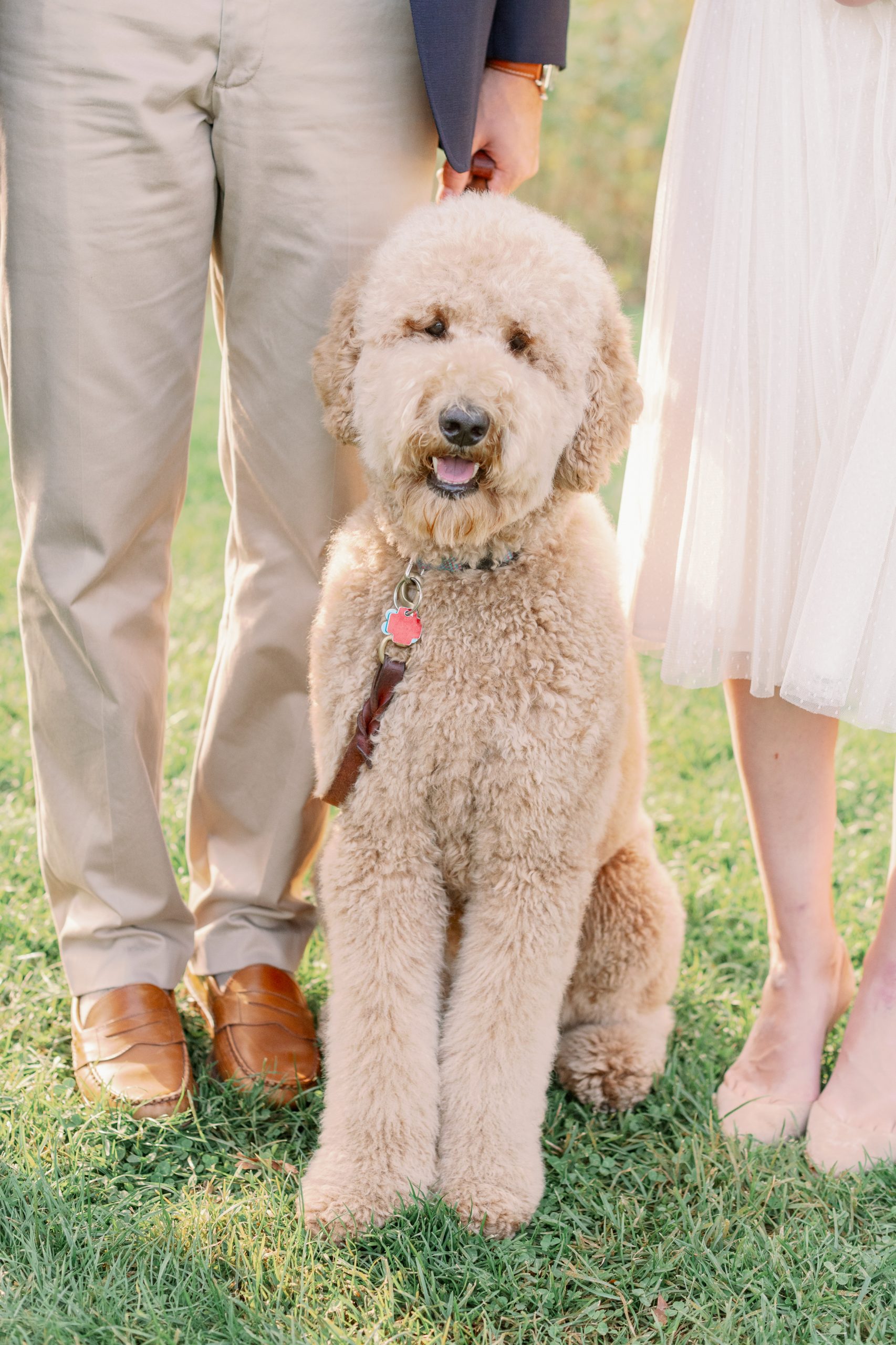 Include your dog in your family photos - 8 tips and advice for having dog in photos