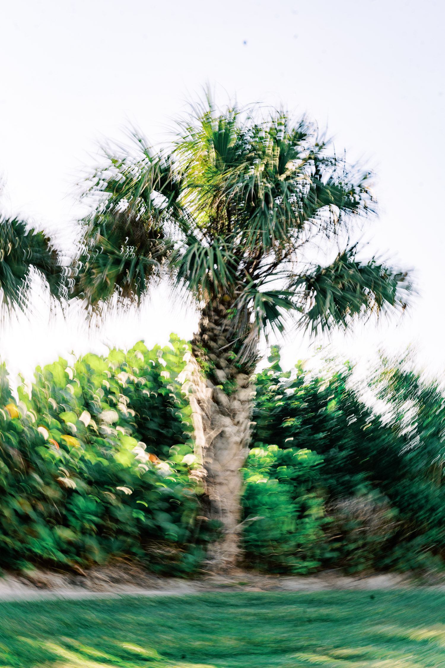 Naples Engagement Photography | Palm Tree